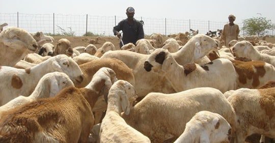 الثروة الحيوانية