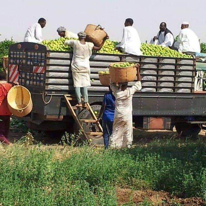 الزراعة في السودان - الليمون