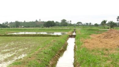 مشروع الجزيرة