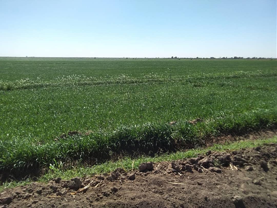 مشروع الجزيرة