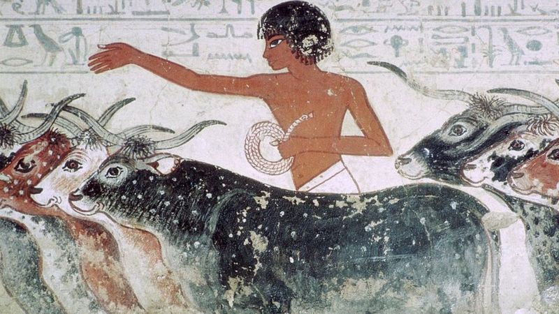 جدارية لراعي الماشية من مقبرة نب آمون حوالي عام 1350 قبل الميلاد