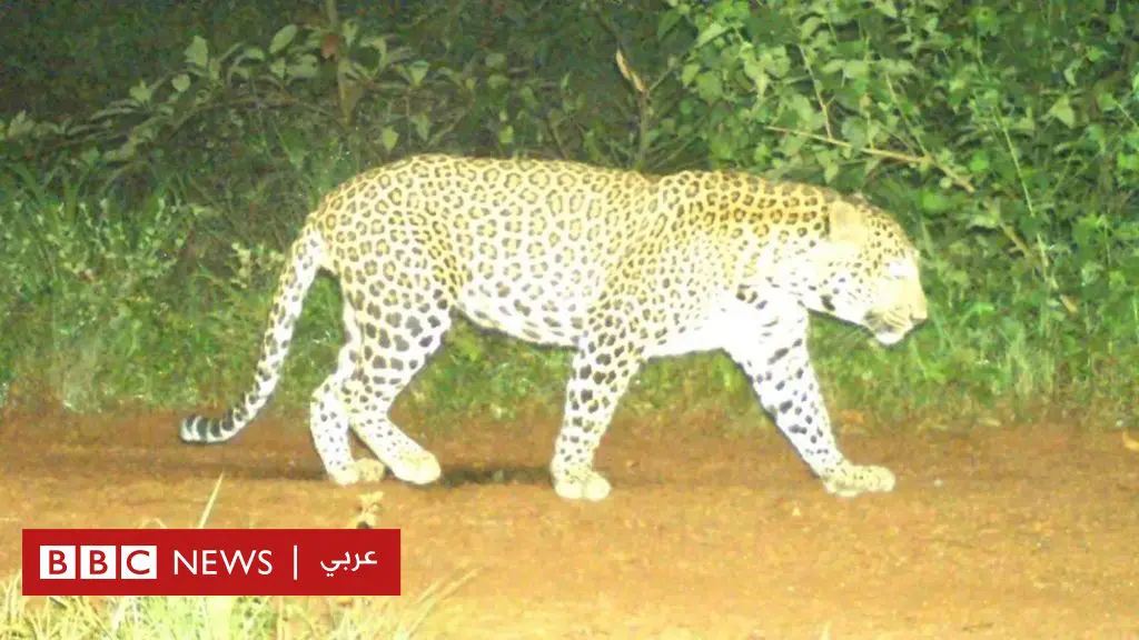 ولاية-كارناتاكا-الهندية-تستخدم-300-شخص-للإمساك-بفهد-طليق-أرعب-سكانها