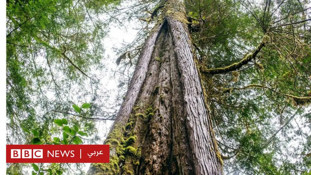 كيف-أصبحت-الأشجار-في-قلب-معركة-قضائية-لسكان-أصليين-في-كندا؟