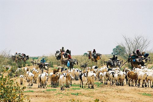 قبائل رعوية في دارفور