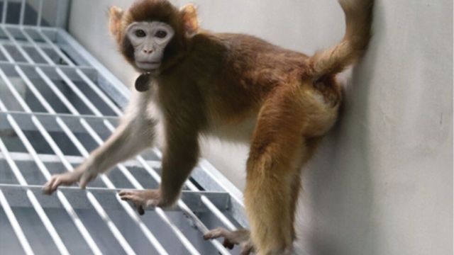 قرد الريسوس المستنسخ