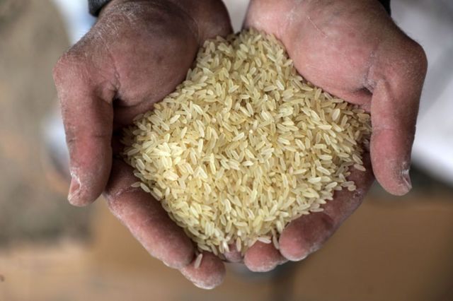 أرز بحجم اليد