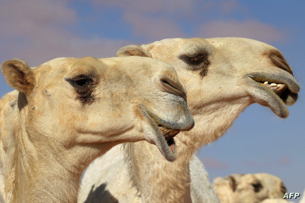 مسيرة-للإبل-في-أحياء-باريس-الراقية-تثير-الجدل