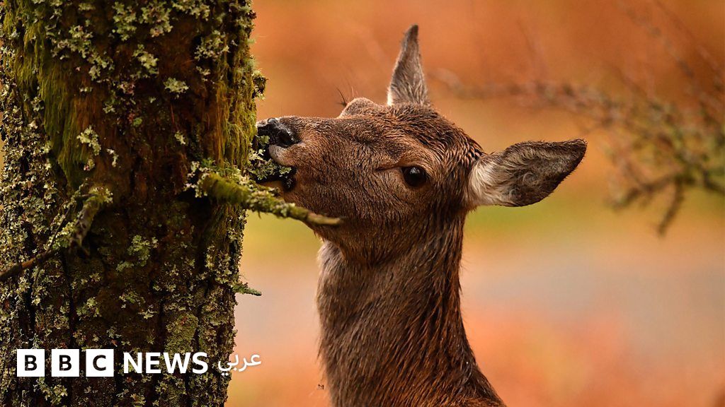 لحم-الغزال-البري-يعتبر-صديقاً-للمناخ-في-بعض-الأماكن.-فما-القصة؟