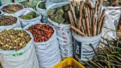 © WHO/Yoshi Shimizu تستخدم المجتمعات والعائلات في منطقة غرب المحيط الهادئ الطب التقليدي والتكميلي على نطاق واسع لعلاج مجموعة متنوعة من المشاكل الصحية، بدءًا من الأمراض البسيطة وحتى الأمراض التي تهدد الحياة.