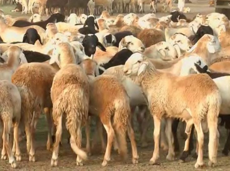 ماشية السودان