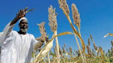 الزراعة في السودان (الذرة)