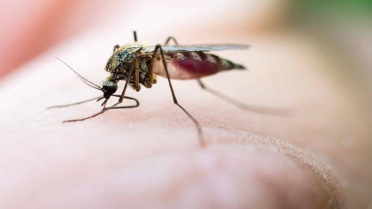البعوض