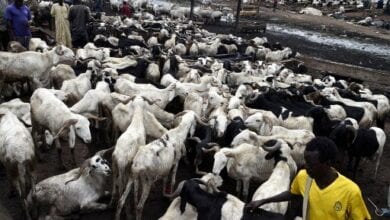 التهديدات الامنية جعلت الحصول على الخراف صعبة في كثير من دول القارة الافريقية
