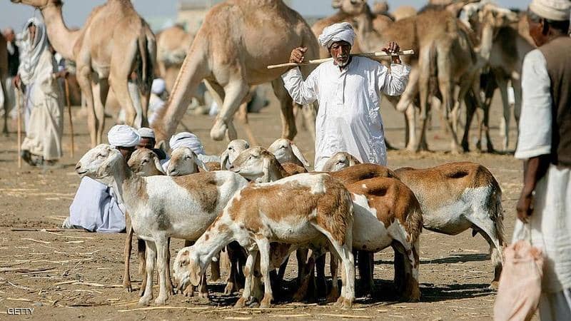 سوق الماشية - خرفان - جمال