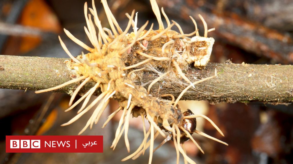 نهاية-العالم:-هل-يمكن-لوباء-فطري-أن-يحولنا-جميعا-إلى-كائنات-زومبي؟