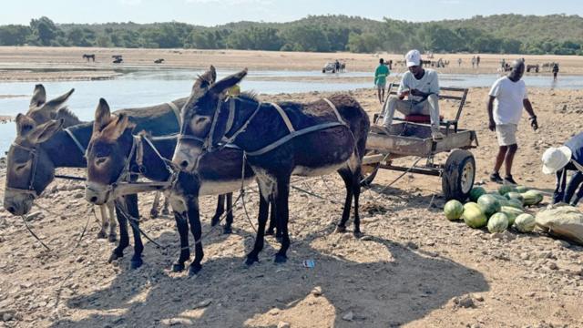 جون على عربة تحمل بطيخ وتجرها ثلاثة حمير