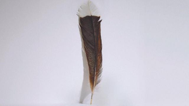 ريشة طائر منقرض