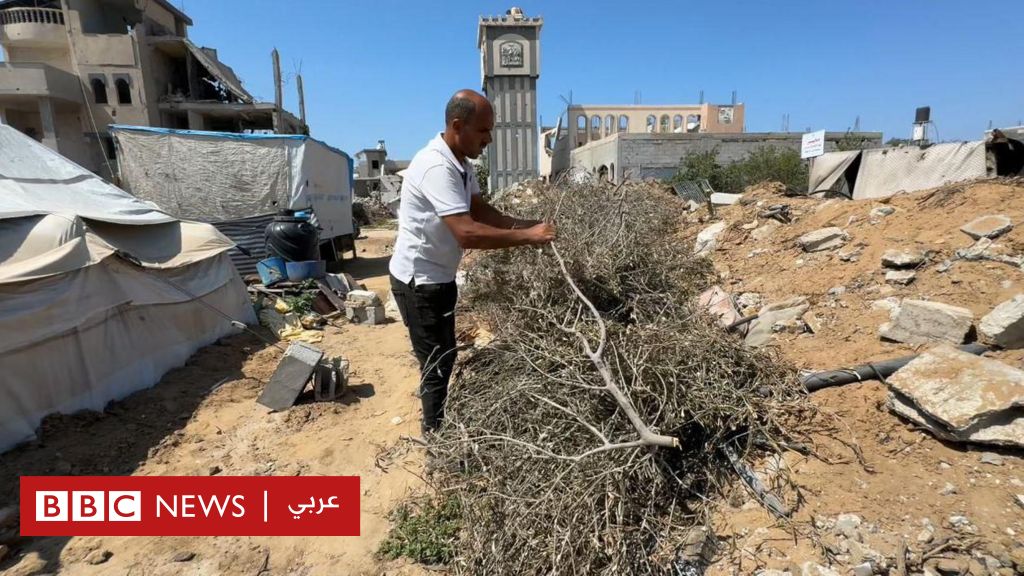 شجرة-زيتون-وحيدة-نجت-من-قصف-مزرعة-كاملة-في-غزة