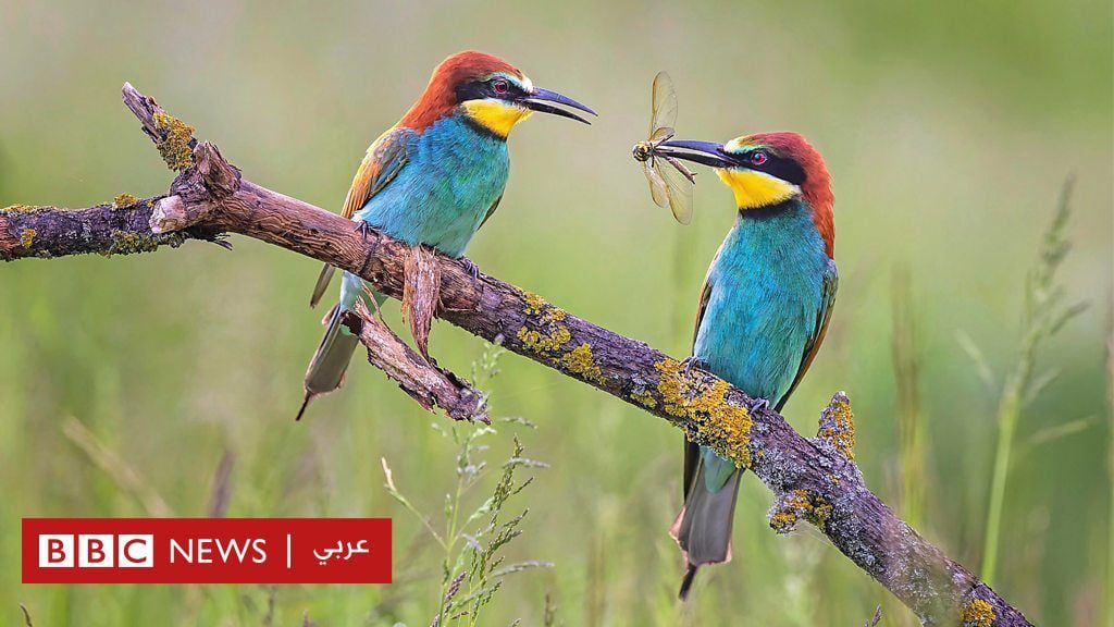 ليس-الإنسان-فقط،-حيوانات-تقدم-الهدايا-لبعضها-البعض-لكن-لماذا؟