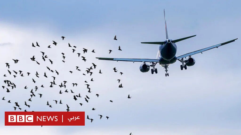 هل-من-المحتمل-أن-يكون-اصطدام-طائر-السبب-الحقيقي-لتحطم-طائرة-في-كوريا-الجنوبية؟